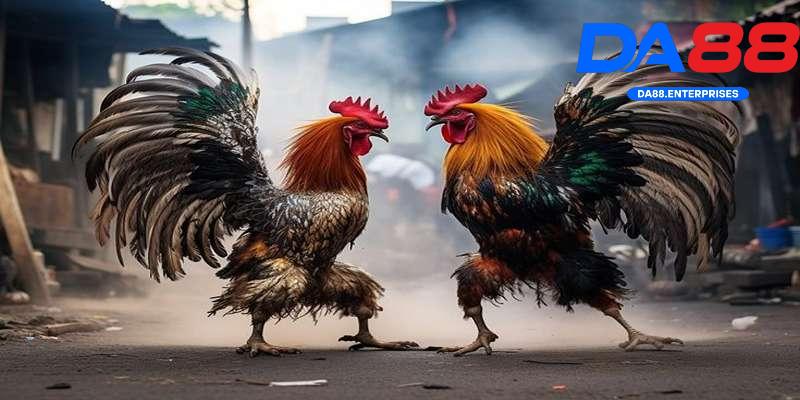 Tổng quan về đá gà DA88