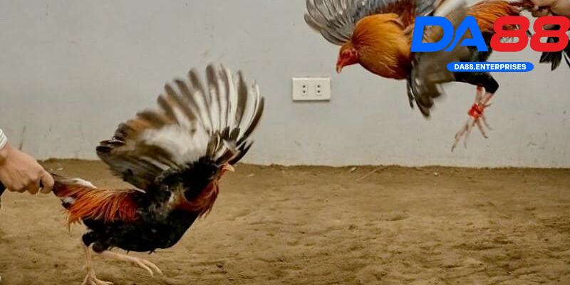 Đá gà tre – Cuộc so tài hấp dẫn được nhiều người chơi DA88 2 Khám phá trò đá gà tre